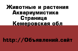 Животные и растения Аквариумистика - Страница 2 . Кемеровская обл.